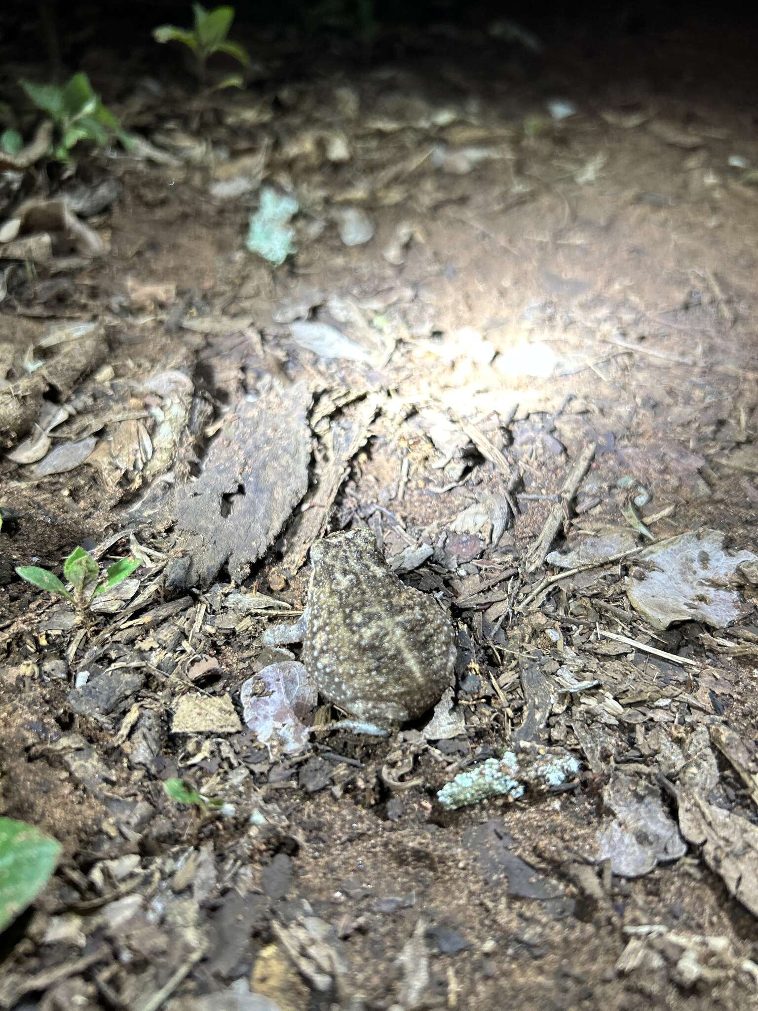 Image of Common Rain Frog