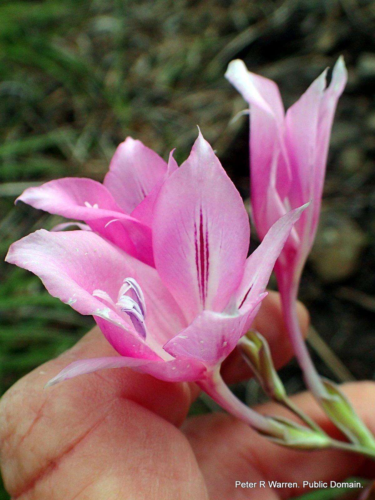 Image of Gladiolus microcarpus G. J. Lewis