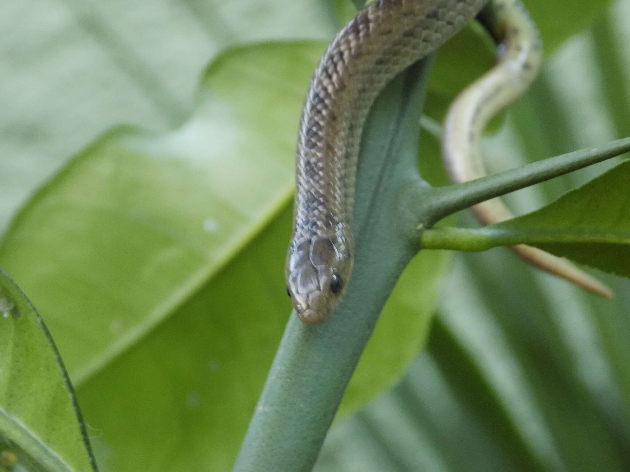 Image of Largenose Earth Snake