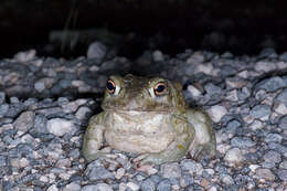 Image of Colorado River Toad Sonoran Desert Toad