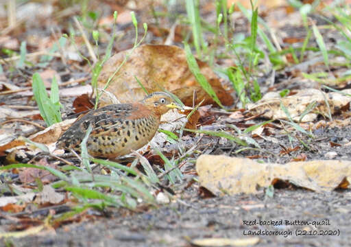 Image of Red-backed Button-quail