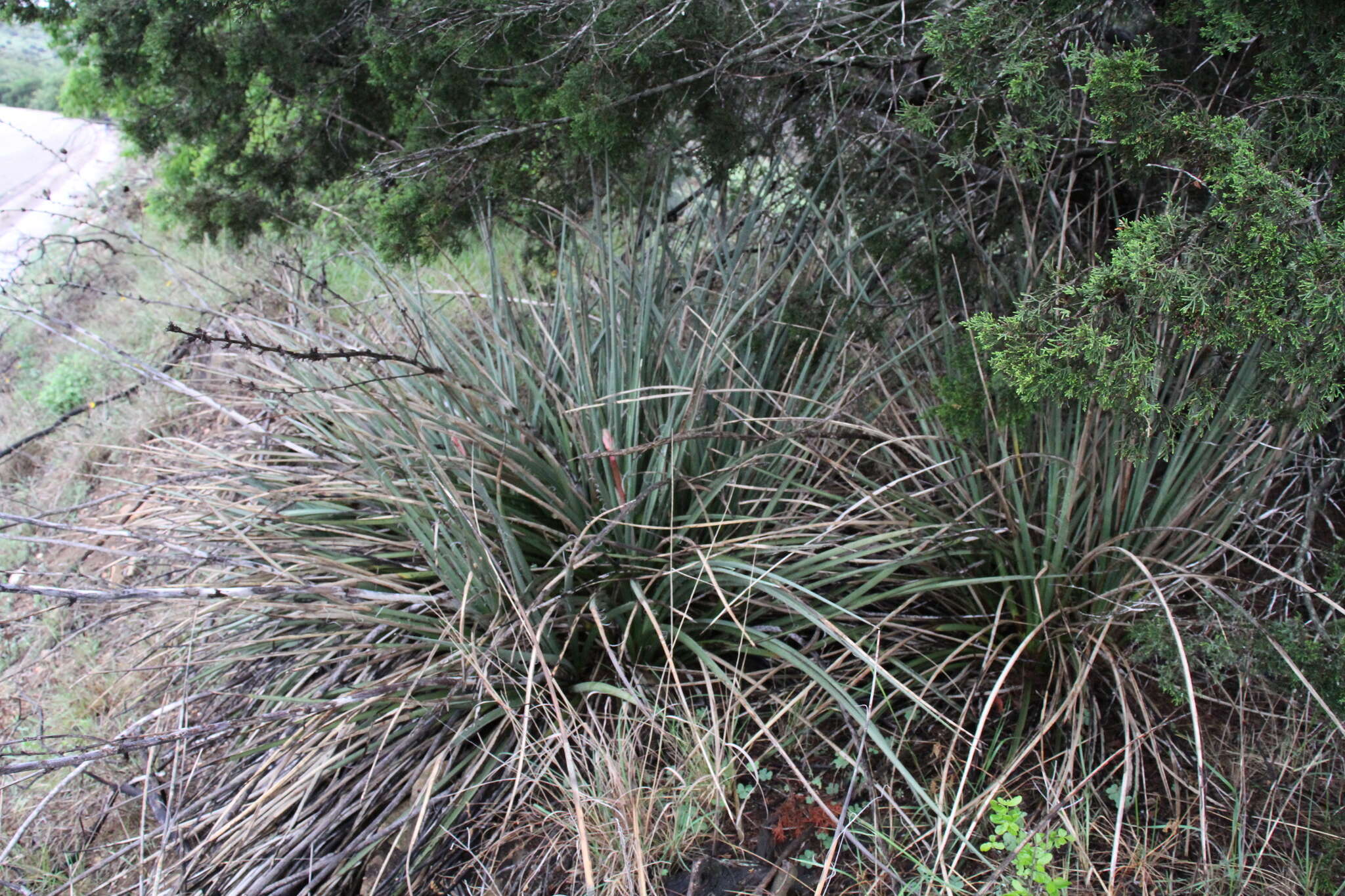 Image de Hesperaloe engelmannii Krauskopf ex Baker