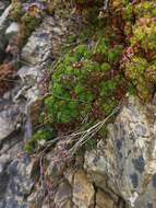 Image de Saxifraga bronchialis subsp. cherlerioides (D. Don) Hult.