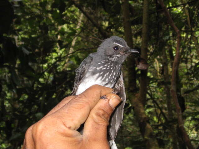 Image of Spotted Fantail