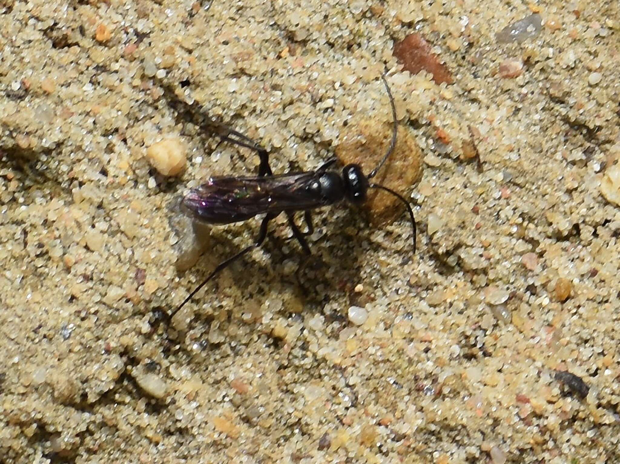 Image of Spider wasp