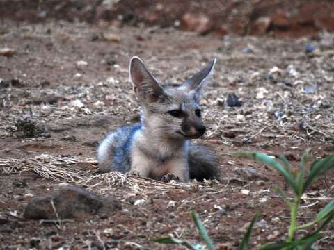 Image of Bengal Fox