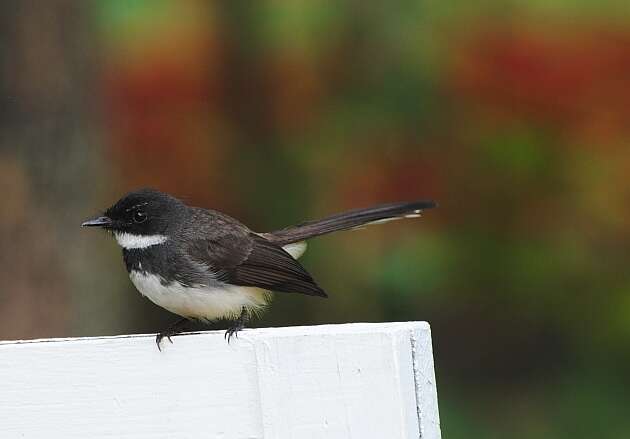 Image of Malaysian Pied Fantail