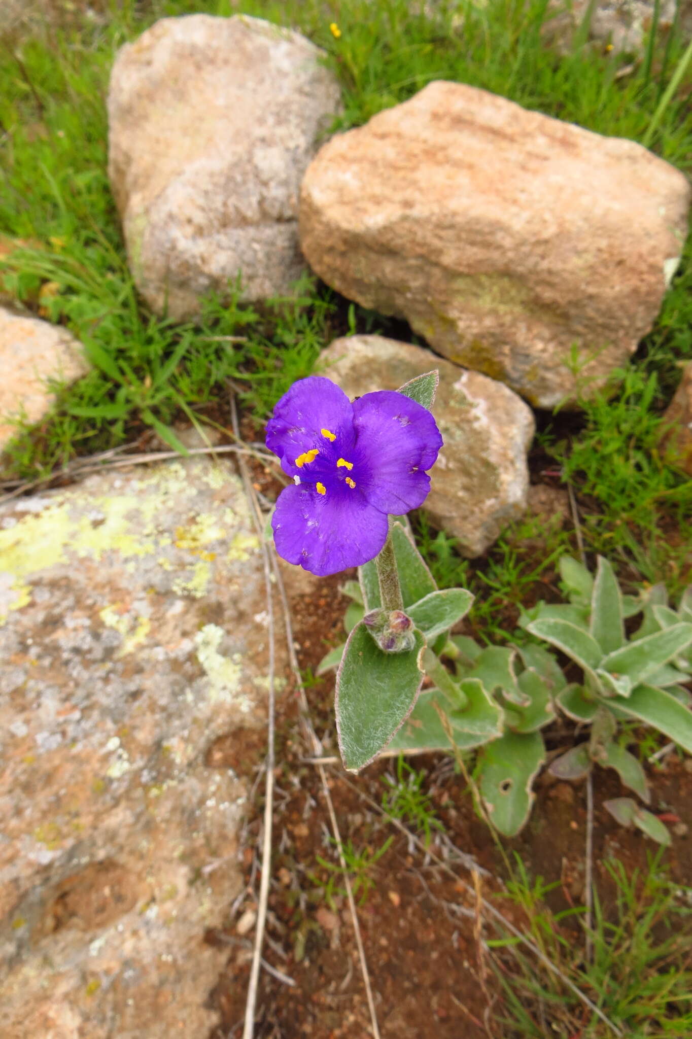 Image of leatherleaf spiderwort