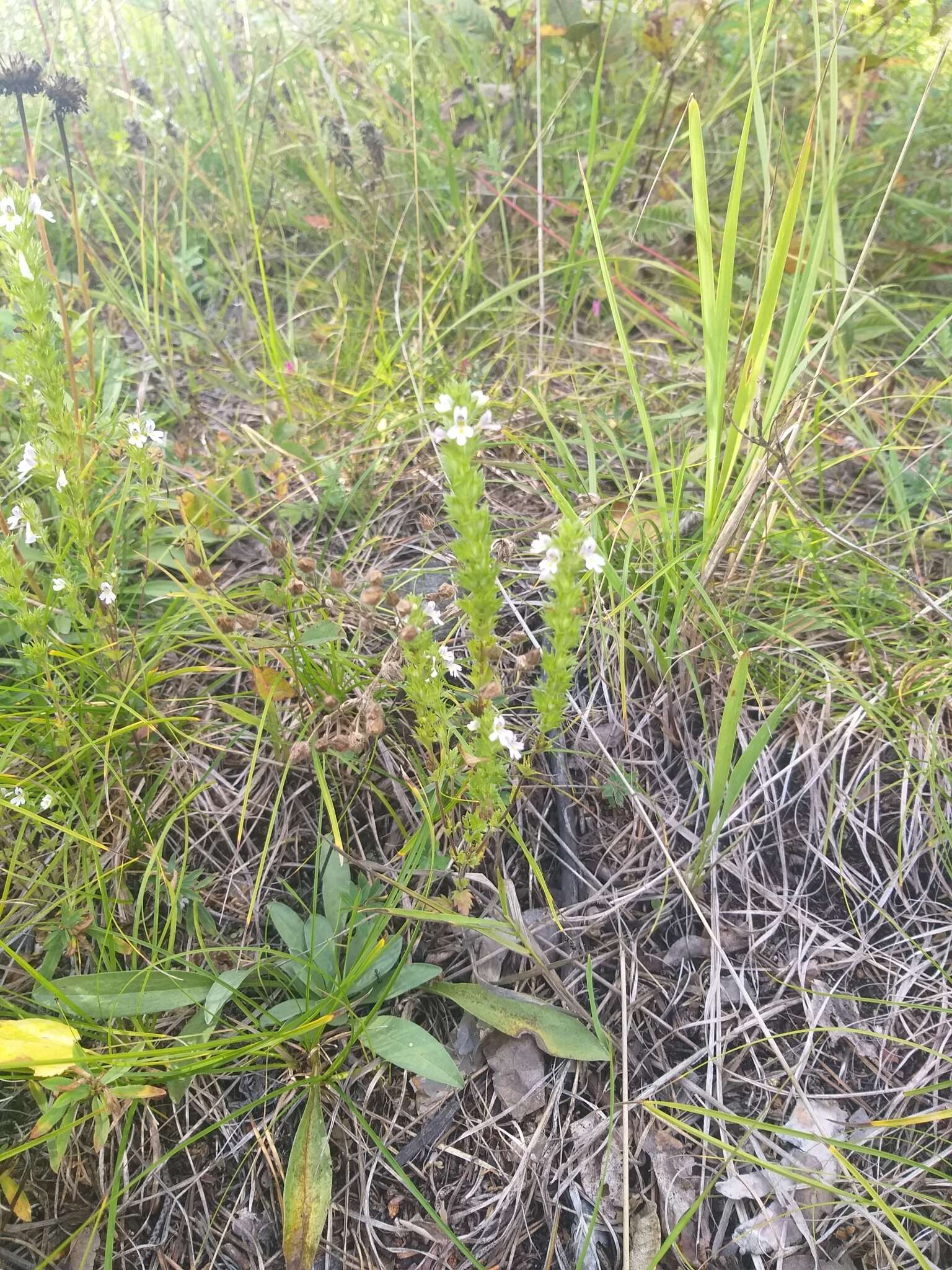 Image of Euphrasia pectinata Ten.