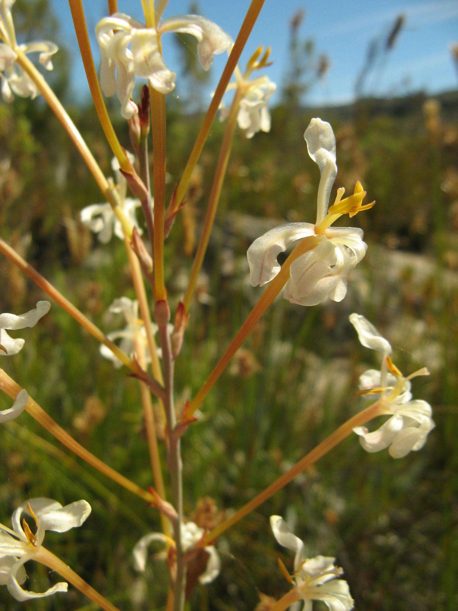 Image of Tritoniopsis nervosa (Baker) G. J. Lewis