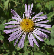 Imagem de Symphyotrichum foliaceum var. parryi (D. C. Eaton) G. L. Nesom