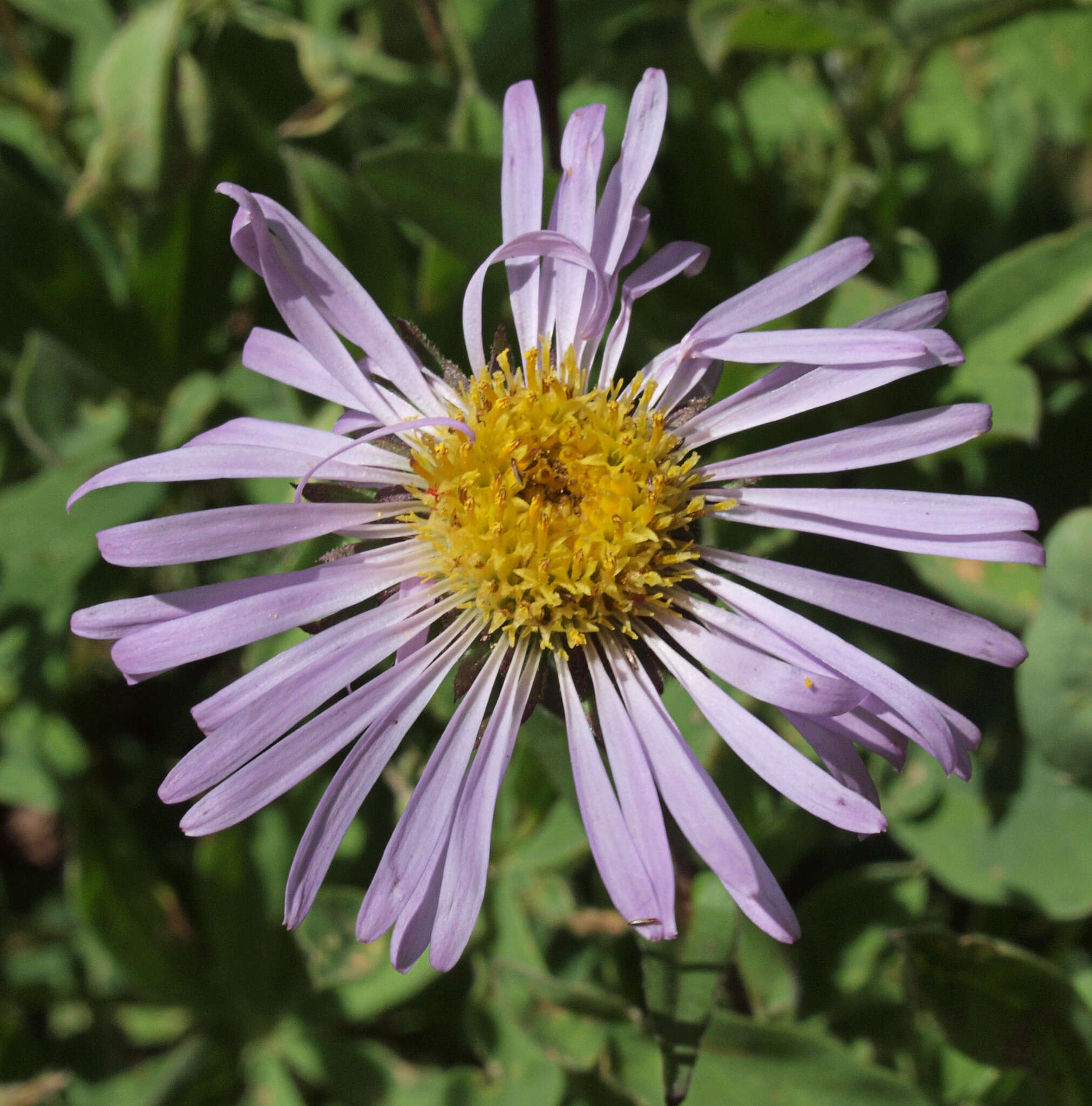 Imagem de Symphyotrichum foliaceum var. parryi (D. C. Eaton) G. L. Nesom