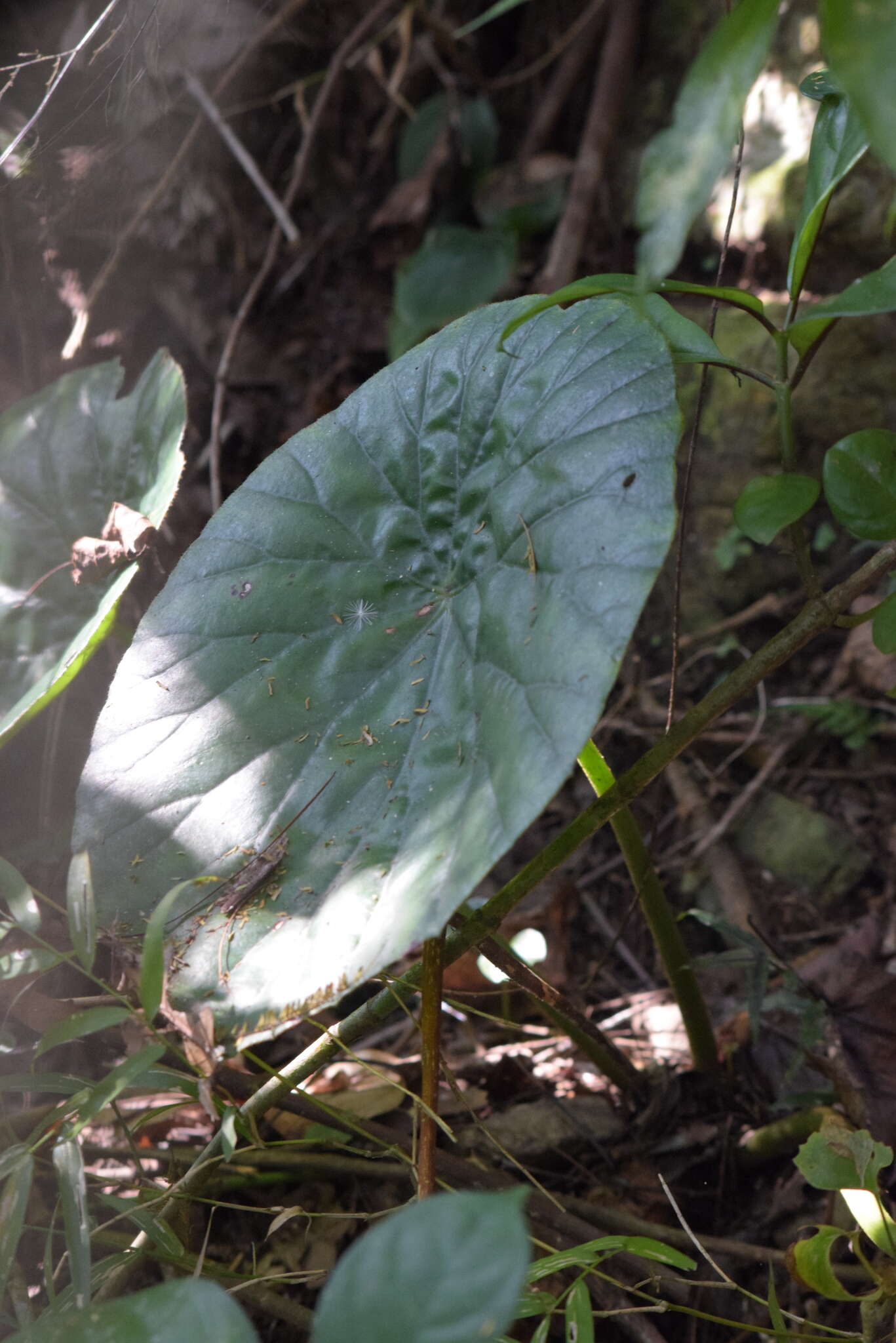 Image de Begonia nelumbiifolia Schltdl. & Cham.