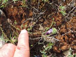 Plancia ëd Linaria amethystea subsp. amethystea