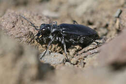 Image of Cicindela (Cicindela) plutonica Casey 1897