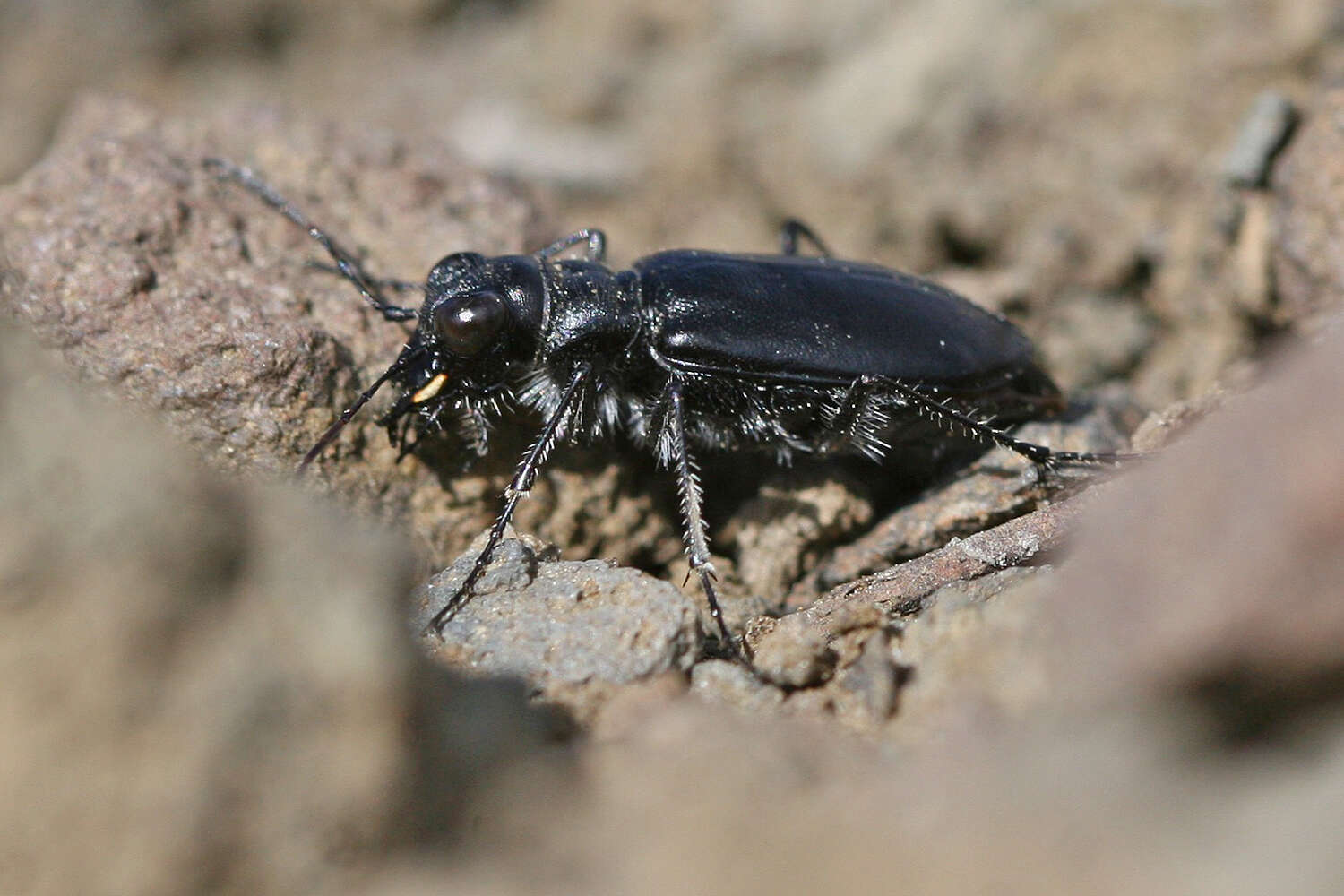 Image of Cicindela (Cicindela) plutonica Casey 1897