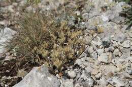 Image of Minuartia glomerata (M. Bieb.) Degen