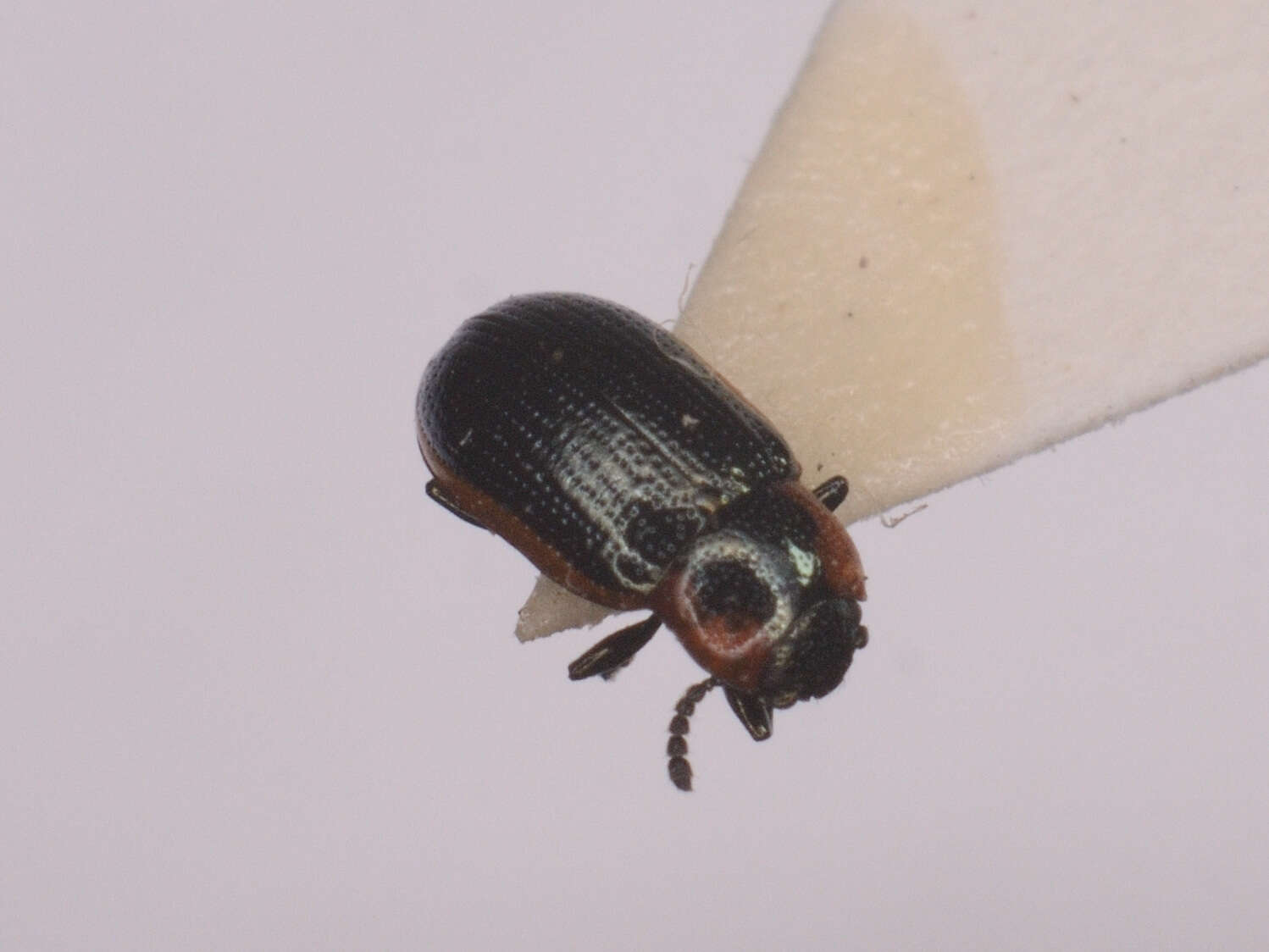 Image of Prasocuris marginella (Linnaeus 1758)