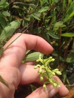 Image of Green Woodland Orchid