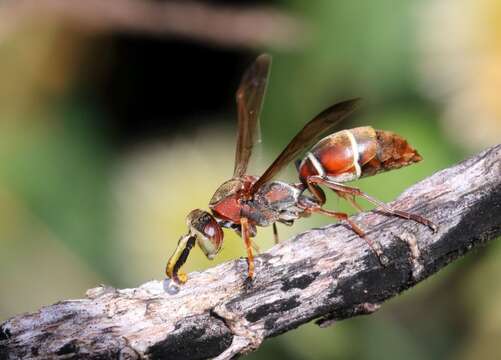 Image of Polistes marginalis (Fabricius 1775)