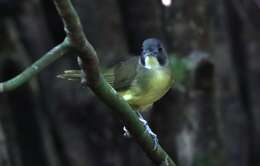 Image of Grey-headed Bristlebill