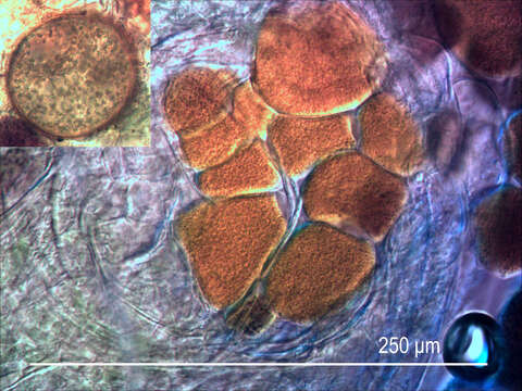 Synchytrium taraxaci de Bary & Woronin 1865的圖片