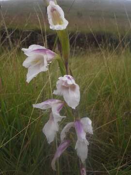 Imagem de Gladiolus appendiculatus G. J. Lewis