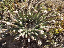 Euphorbia esculenta Marloth resmi