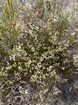 Imagem de Platysace heterophylla (Benth.) Norman