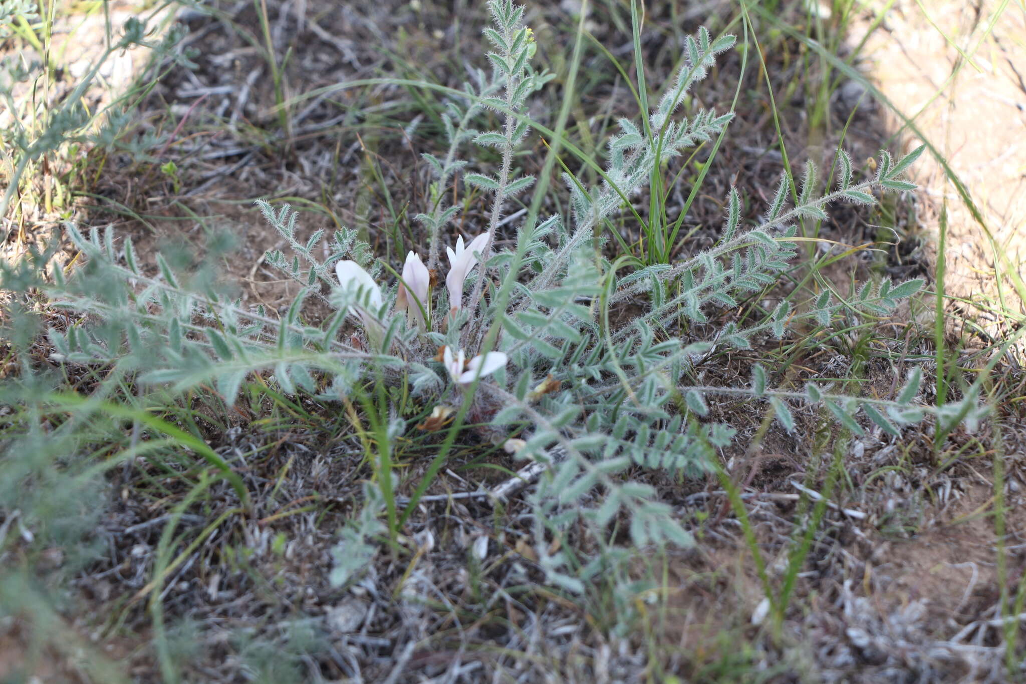 Image of Astragalus dolichophyllus Pall.