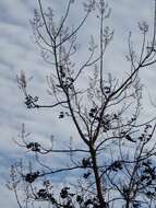 Image of Paulownia tomentosa (Thunb.) Steud.