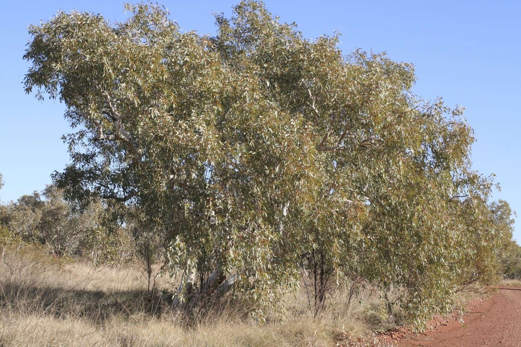 Imagem de Eucalyptus leucophloia M. I. H. Brooker