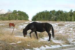 Image of Equus subgen. Equus Linnaeus 1758