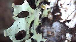 Image of sinuous hypotrachyna lichen