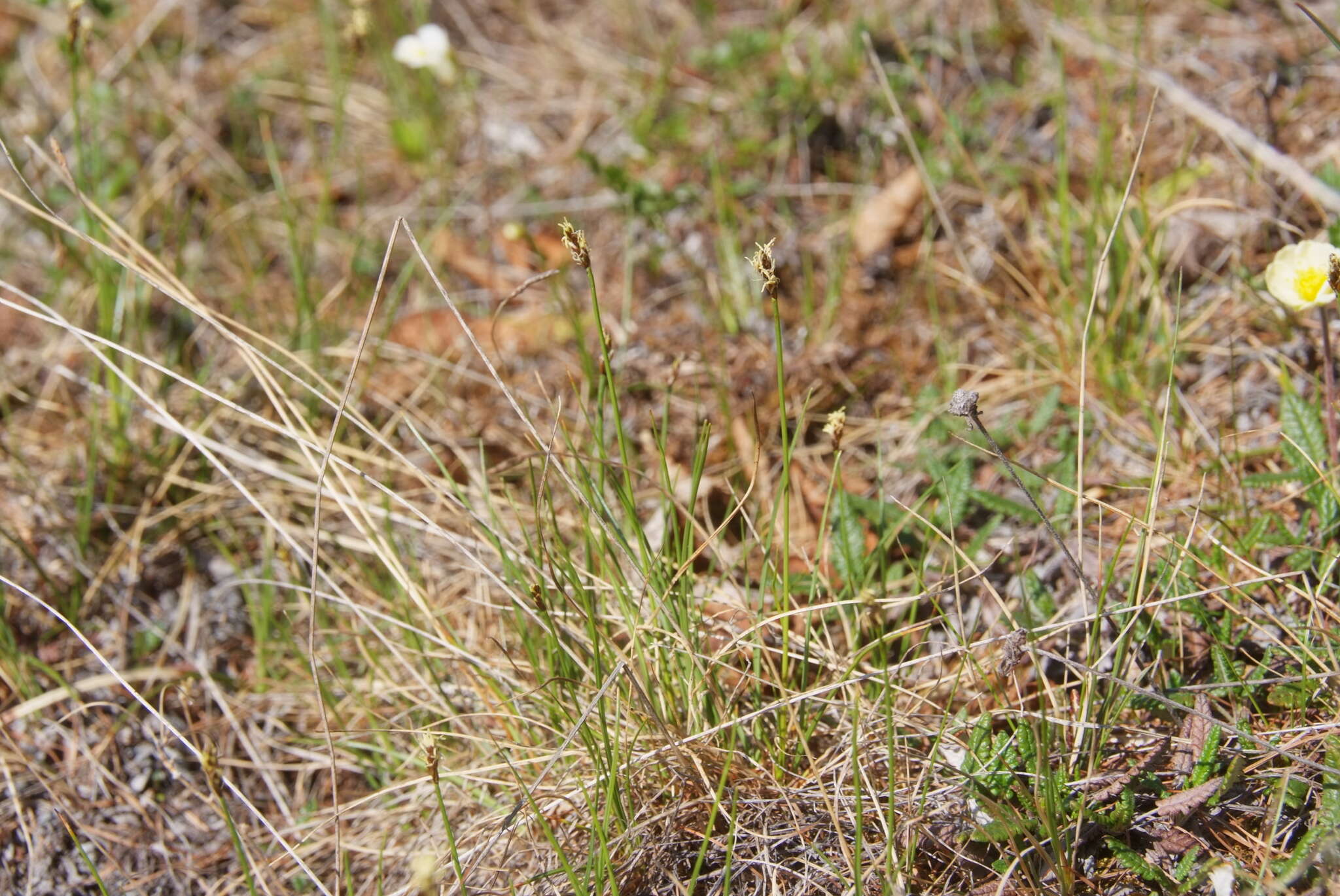 Слика од Carex simpliciuscula Wahlenb.