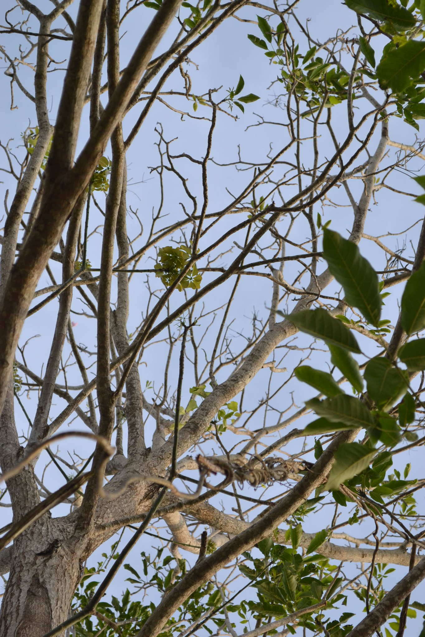 Image of Barrigon Kapoktree