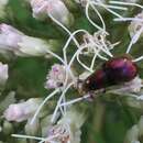 Image of Nemophora ahenea Stringer 1930