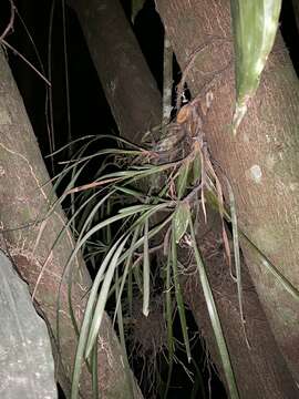 Image of Maxillaria pulchra (Schltr.) L. O. Williams ex Correll