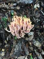 Ramaria samuelsii R. H. Petersen 1988的圖片