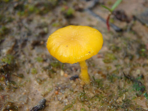 Image de Lichenomphalia chromacea (Cleland) Redhead, Lutzoni, Moncalvo & Vilgalys 2002