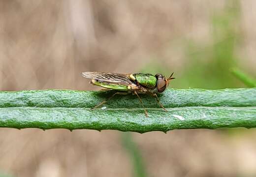 Image de Odontomyia decipiens (Guerin-Meneville 1838)