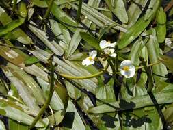 Sagittaria natans Pall. resmi