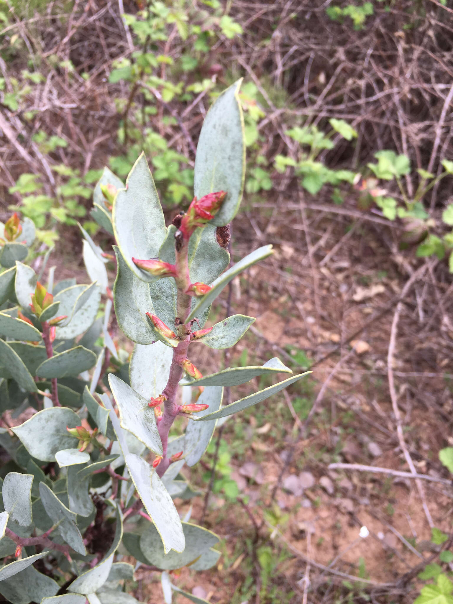 Arctostaphylos viscida subsp. viscida resmi