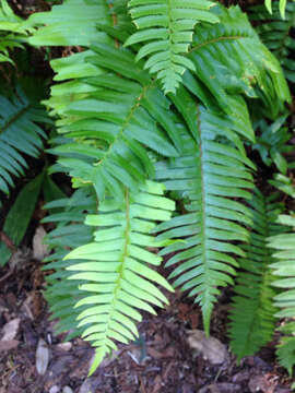 Image of western swordfern