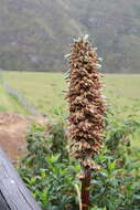 Imagem de Puya glomerifera Mez & Sodiro