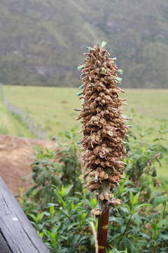 Imagem de Puya glomerifera Mez & Sodiro