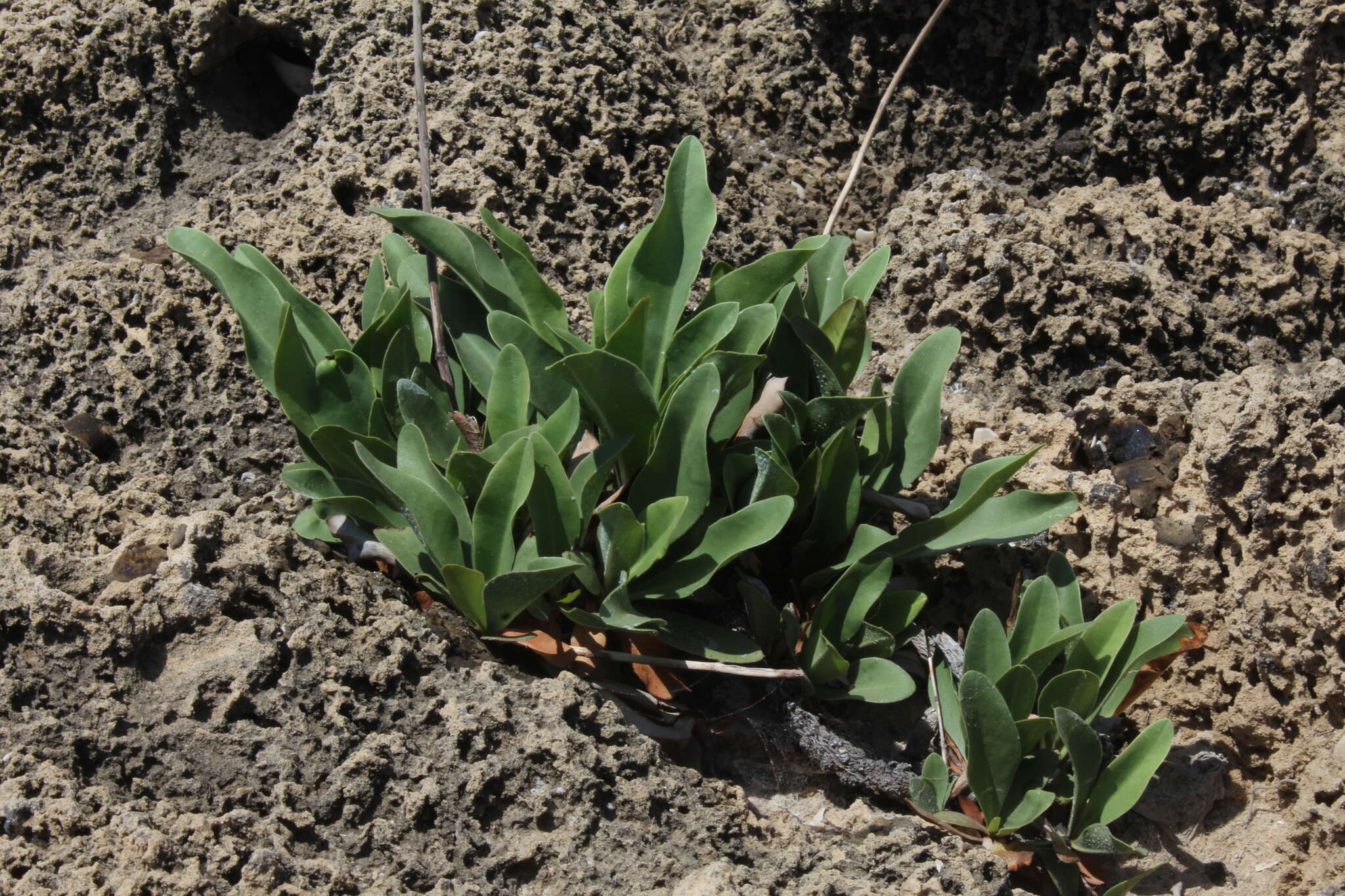 Limonium narbonense Miller resmi