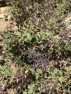 Image of crispleaf buckwheat