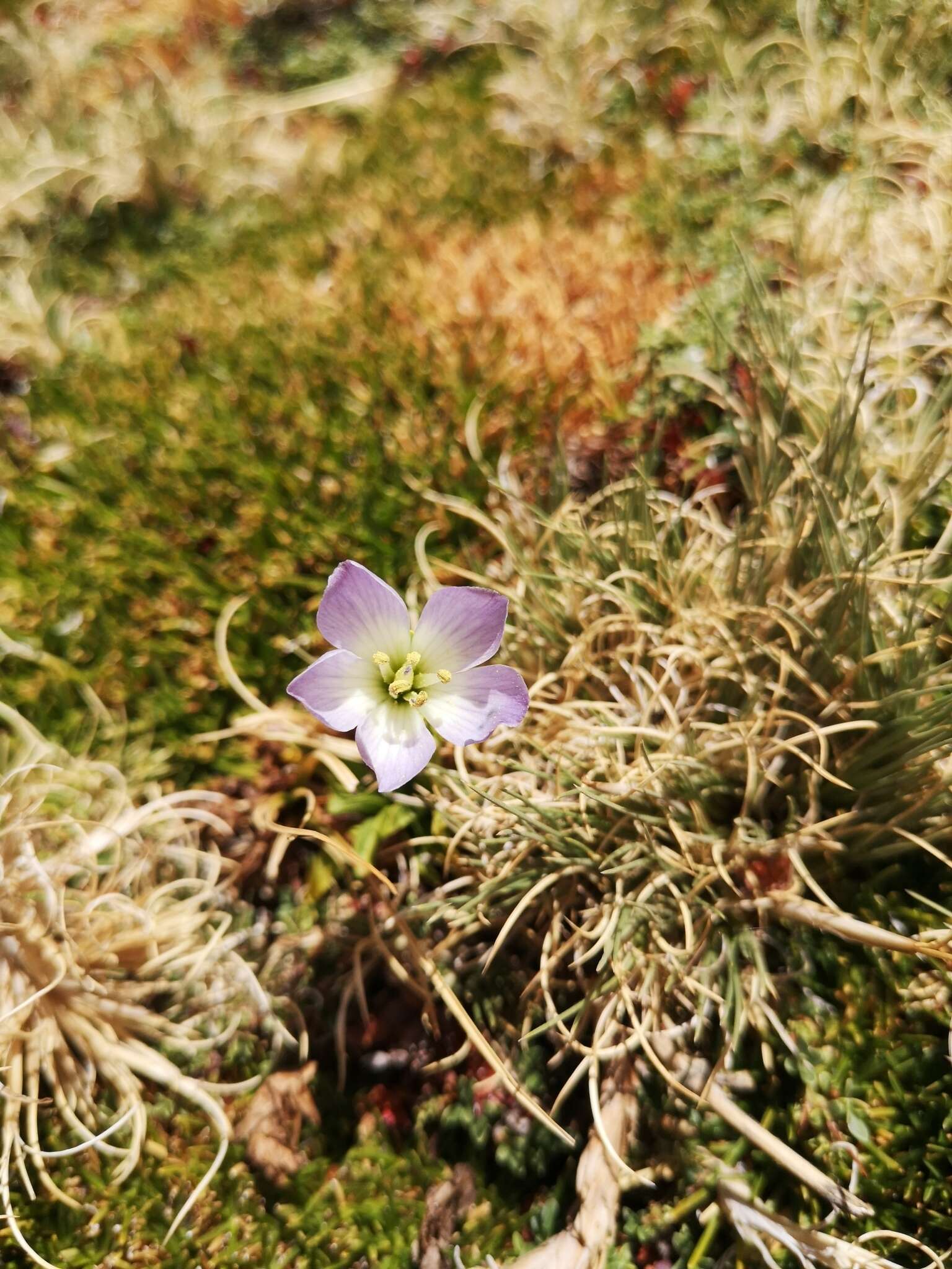 Image of Gentianella ottonis (Phil.) Munoz