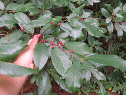 Image of Carolina False Buckthorn